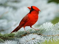 https://www.y8gamesx.com/game/birds-puzzle